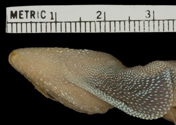 Media type: image;   Herpetology R-52045